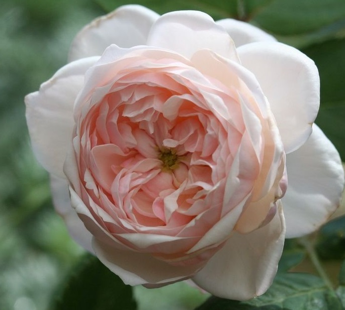 Comtesse